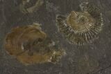 Dactylioceras Ammonite Cluster - Posidonia Shale, Germany #100285-2